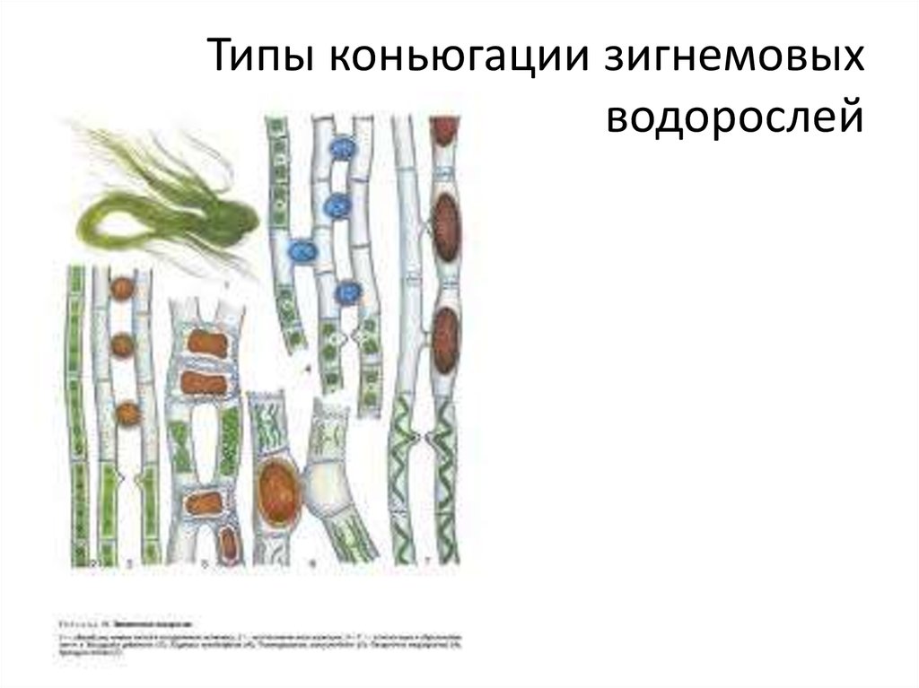 Типы коньюгации зигнемовых водорослей