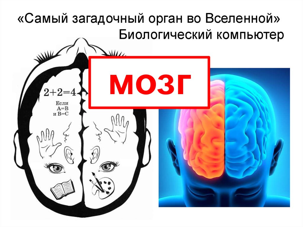 Биологический мозг. Мозг биокомпьютер. Наш мозг и компьютер. Мозг наш биологический компьютер. Мозг и компьютер сравнение.