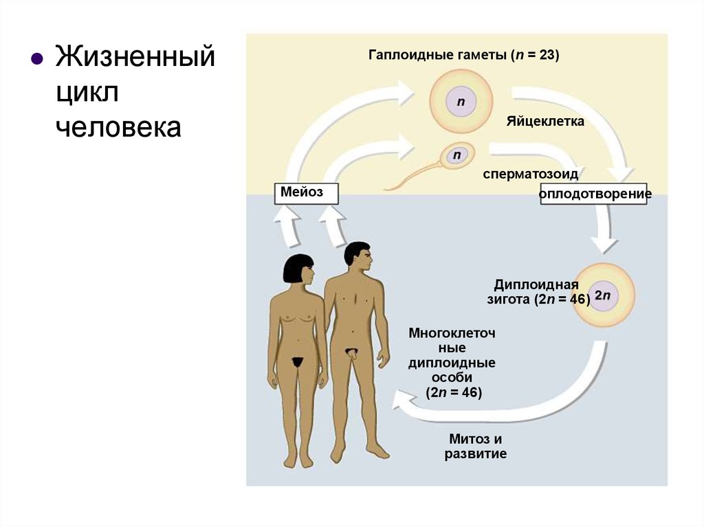 Последовательность процесса размножения человека. Цикл размножения человека. Жизненный цикл человека. Жизненный цикл человека биология. Размножение людей.
