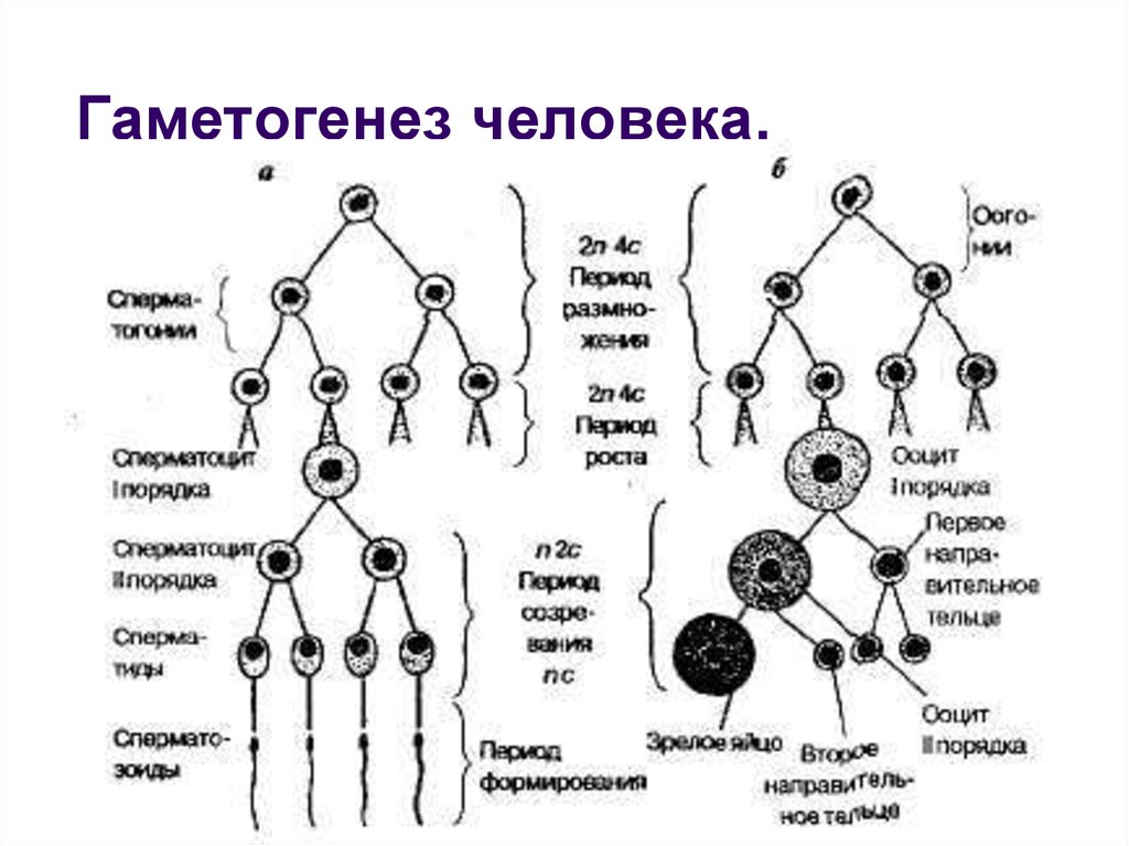 Установите последовательность этапов овогенеза образование ооцитов. Схема гаметогенеза развитие половых клеток. Образование половых клеток сперматогенез. Схема гаметогенеза у человека. 2. Гаметогенез. Сперматогенез.