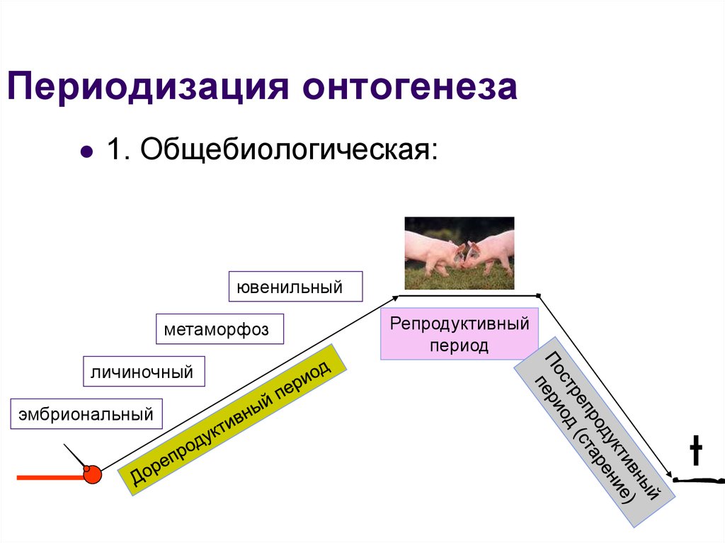 3 этапа онтогенеза. Периодизация онтогенеза. Репродуктивный период онтогенеза. Периоды онтогенеза схема. Онтогенез и его периодизация.