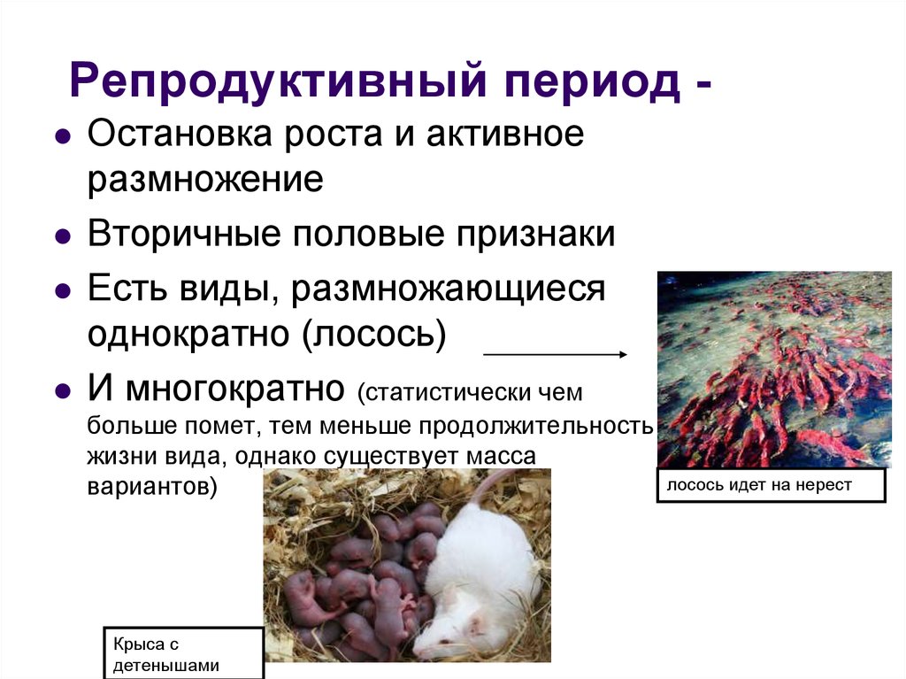 Репродуктивный период. Особенности репродуктивного периода. Характеристика репродуктивного периода. Репродуктивный период период. Репродуктивный период у животных.