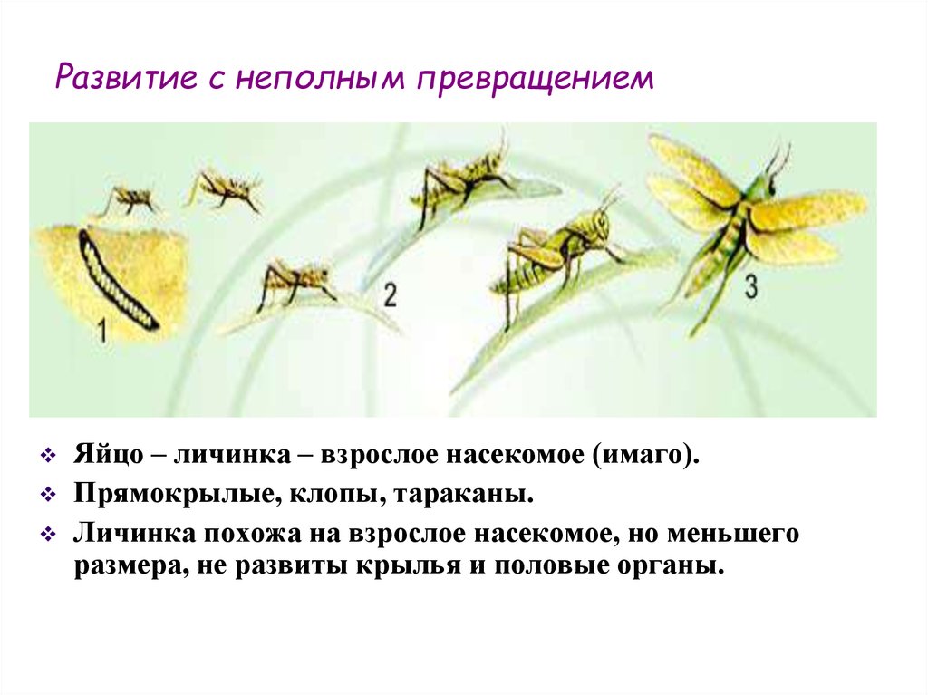 Какой тип развития у комара. Развитие с неполным превращением богомол. Цикл развития Богомолов. Размножение насекомых с полным и неполным превращением. Развитие с полным превращением развитие с неполным превращением.