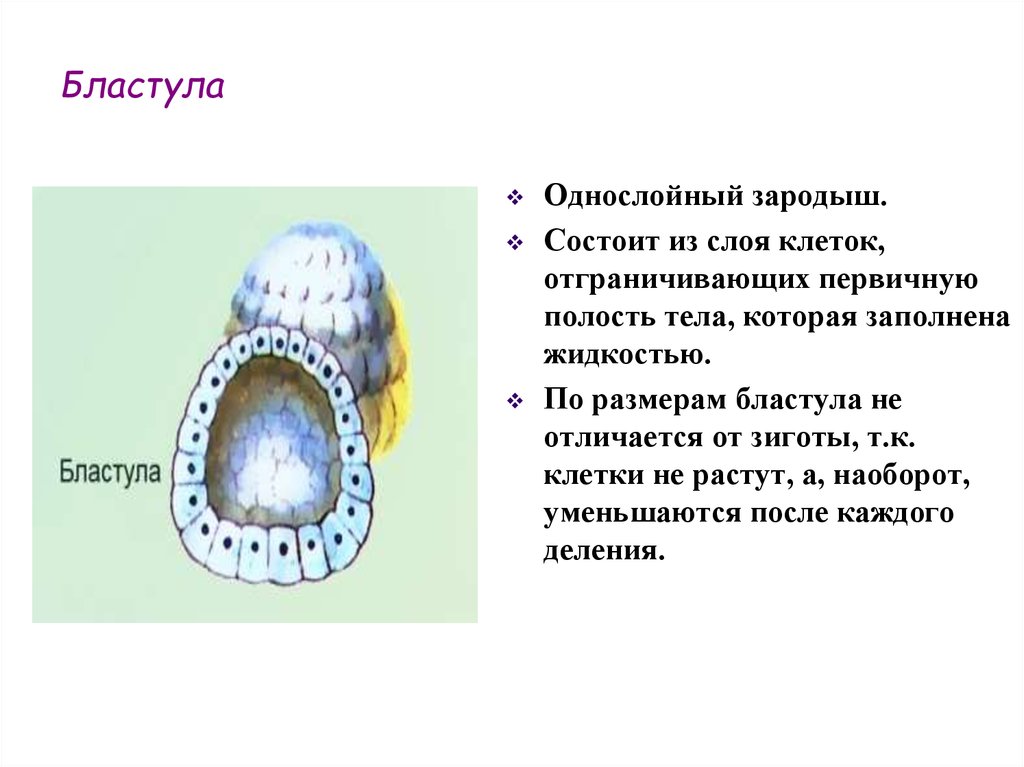 Зародыш состоит из. Бластула однослойный зародыш. Клетки бластулы. Бластула характеристика. Бластула один слой клеток.