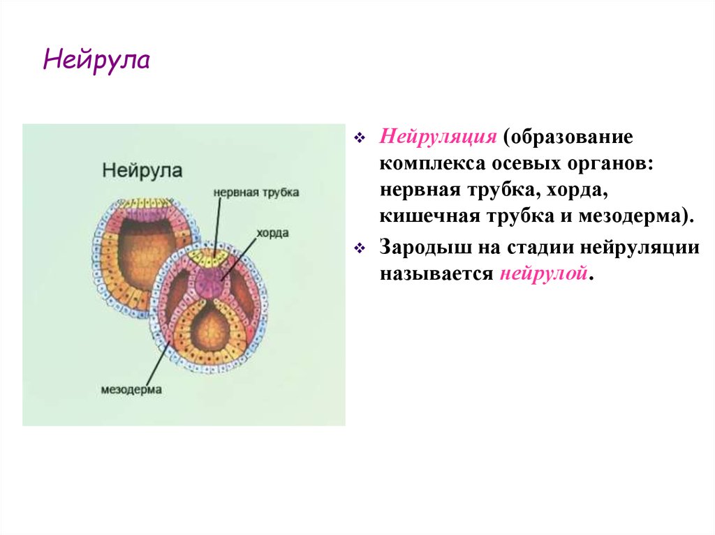 Образование кишечной трубки закладка нервной трубки формирование