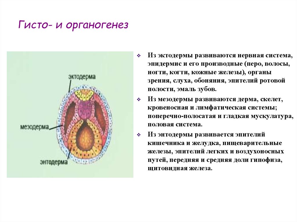 Что развивается из мезодермы. Органогенез зародышевые листки. Гисто и органогенез производные зародышевых листков. Органогенез эктодерма мезодерма энтодерма. Гисто органогенез нейруляция.