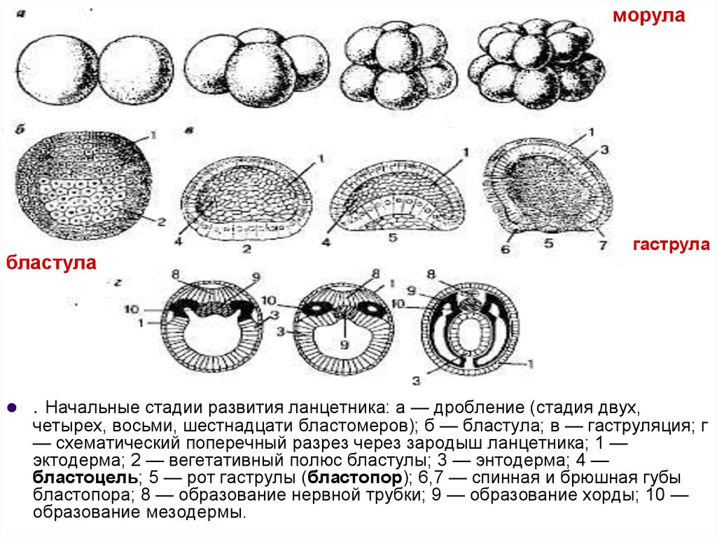 Схема эмбриогенеза ланцетника название какой его стадии. Схема развития зародыша ланцетника на стадии бластулы. Схема развития зародыша ланцетника на стадии бластулы гаструлы. Рис 46 схема стадий развития зародыша ланцетника. Стадии развития бластула гаструла.