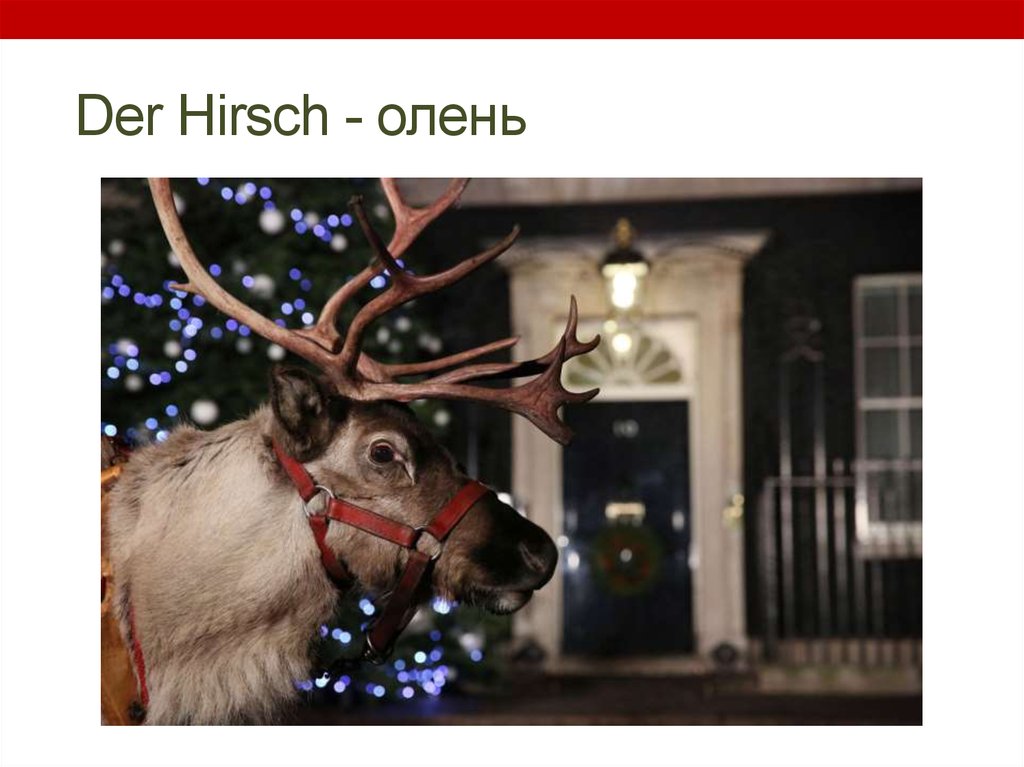 Der Hirsch - олень