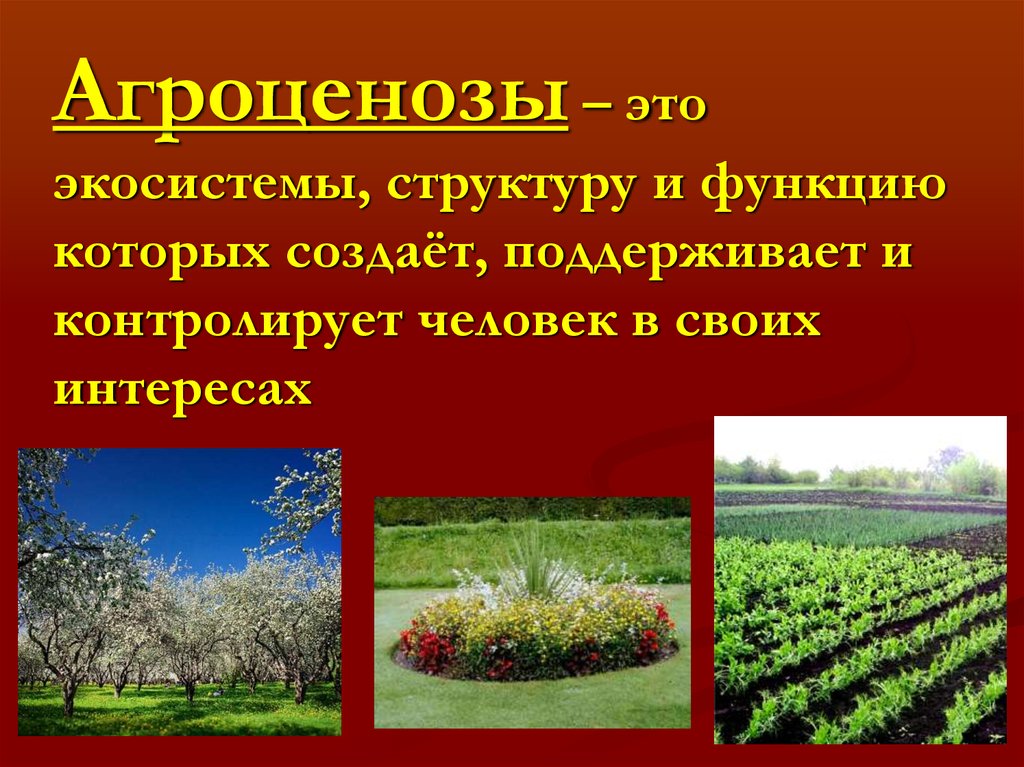 Презентация агроэкосистемы и урбоэкосистемы