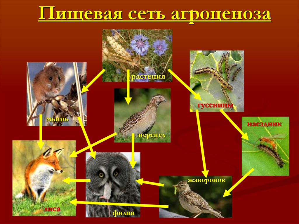 Начертите схемы 3 4 пищевых цепей начинающихся в агроценозе с растений пшеницы