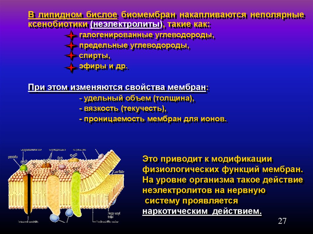 Липидный слой. Липидном бислое мембран. Липидный бислой функции. Функции биомембраны. Липидный бислой в биомембранах образован :.