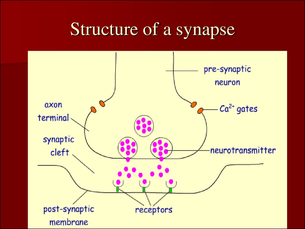 Nerve centers. Synaptic and junctional transmission. Central inhibition