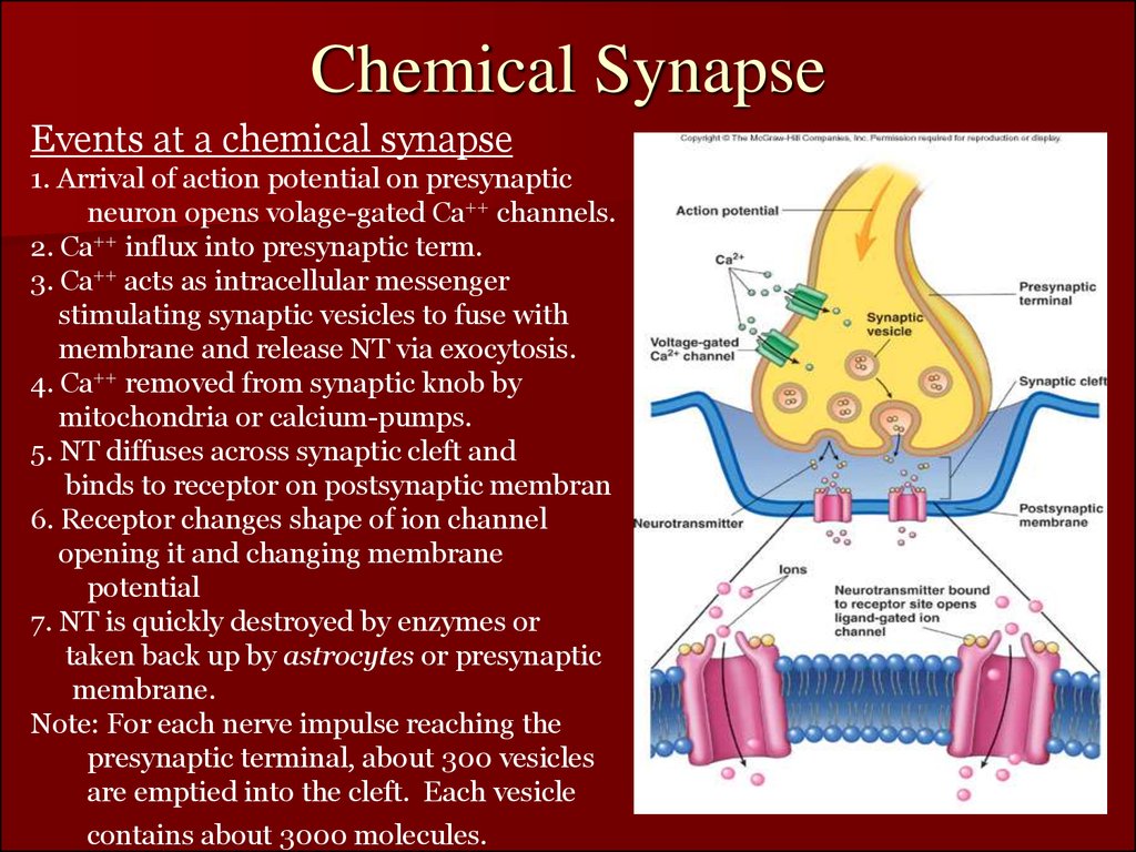 Синапс медицинский. Chemical Synapse. Structure of a Chemical Synapse. Synapse Type. Synaptic knob.