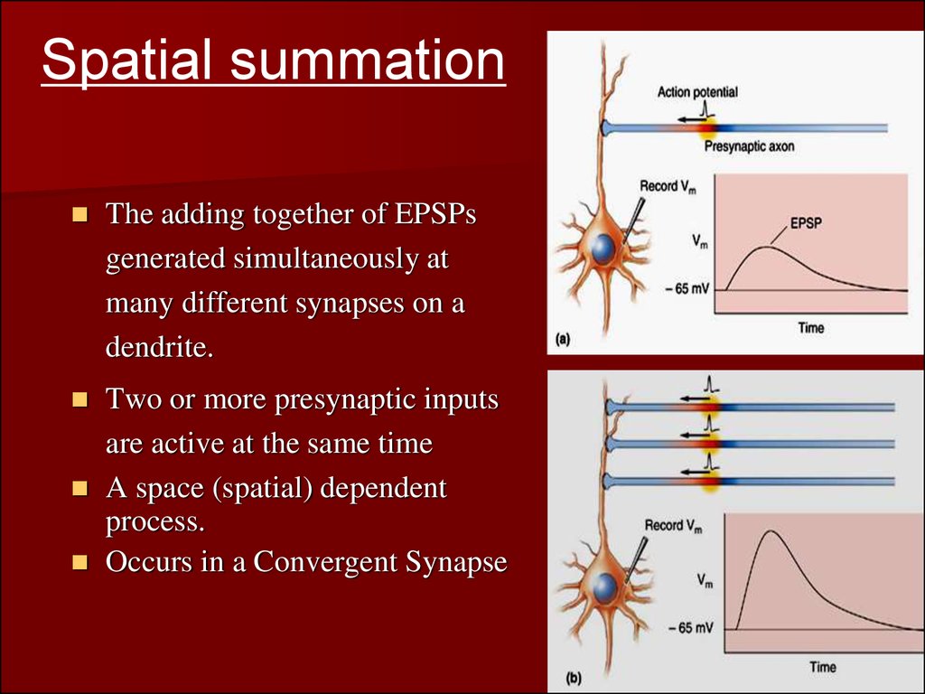 Nerve centers. Synaptic and junctional transmission. Central inhibition