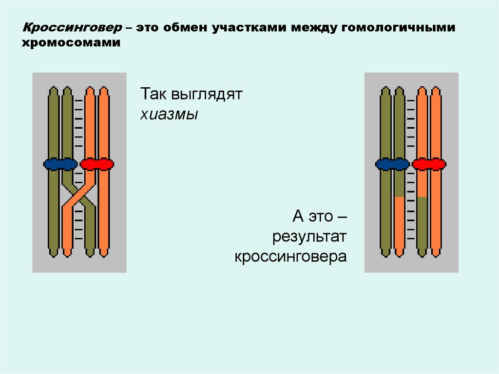 Обмен участками. Хиазмы кроссинговер. Типы кроссинговера. Перекрест кроссинговер это. Кроссинговер хромосом.