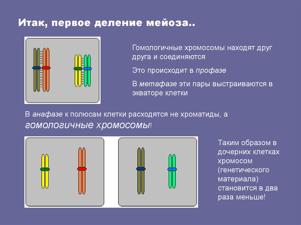 1 гомологичные хромосомы. Гомологичный зромосомы. Пары гомологичных хромосом. Гомологичные хромосомы это в биологии. Хроматиды хромосомы гомологичные хромосомы.