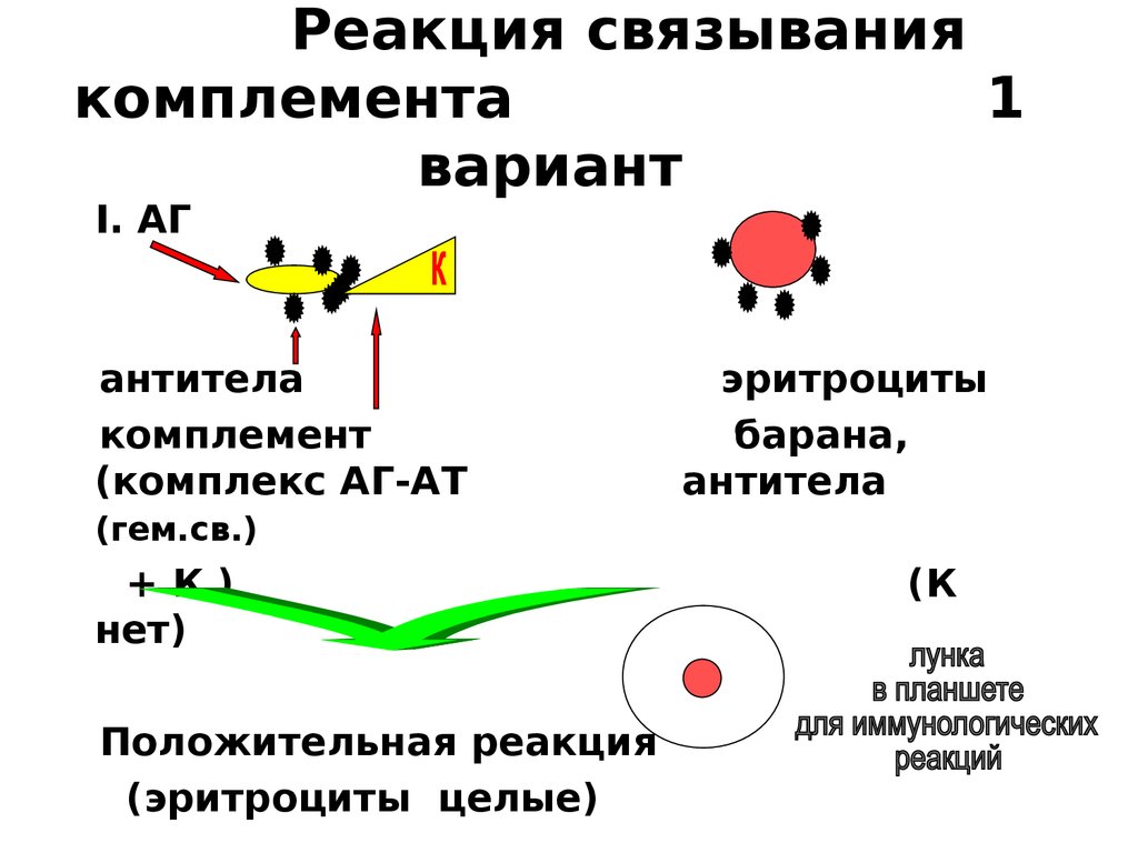 Виды серологических реакций схема - 85 фото