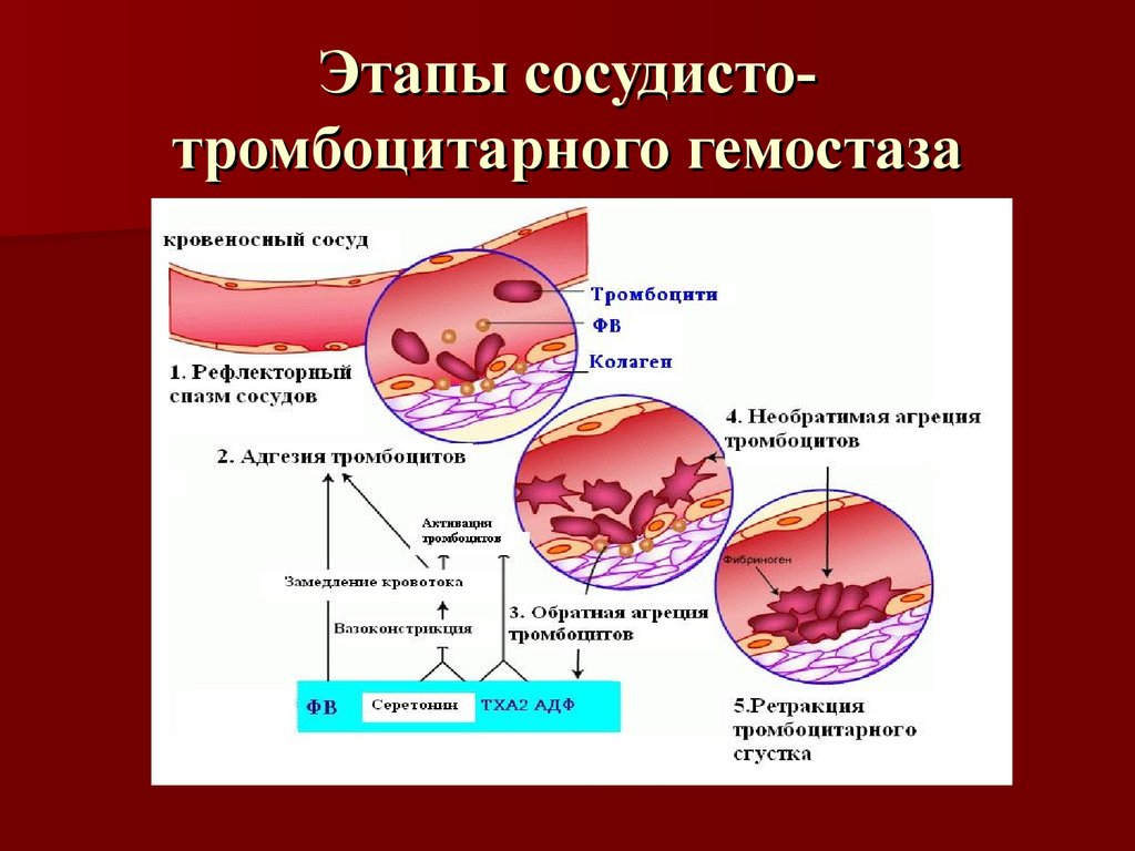 Тромбоциты принимают участие. Гемостаз механизмы свертывания крови. Схема сосудисто-тромбоцитарного гемостаза. Сосудисто тромбоцитарный механизм свертывания. Сосудисто-тромбоцитарный гемостаз, его фазы и их механизмы..