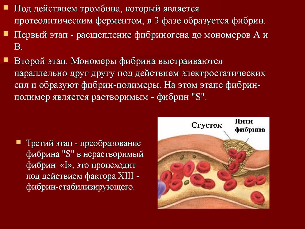 Физиология системы крови. Группы крови. Правила переливания крови .