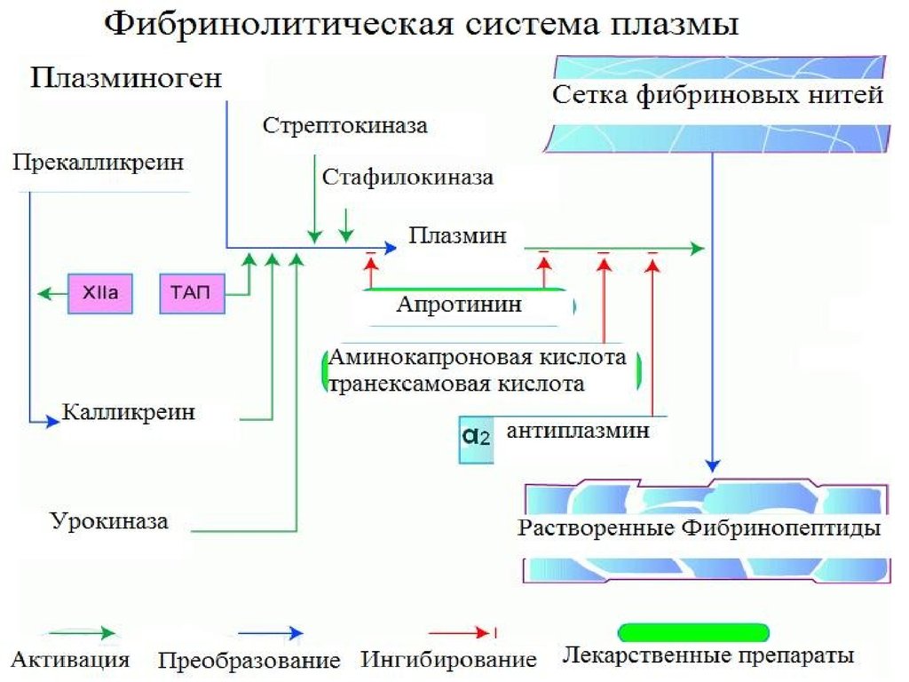 Схема фибринолиза физиология