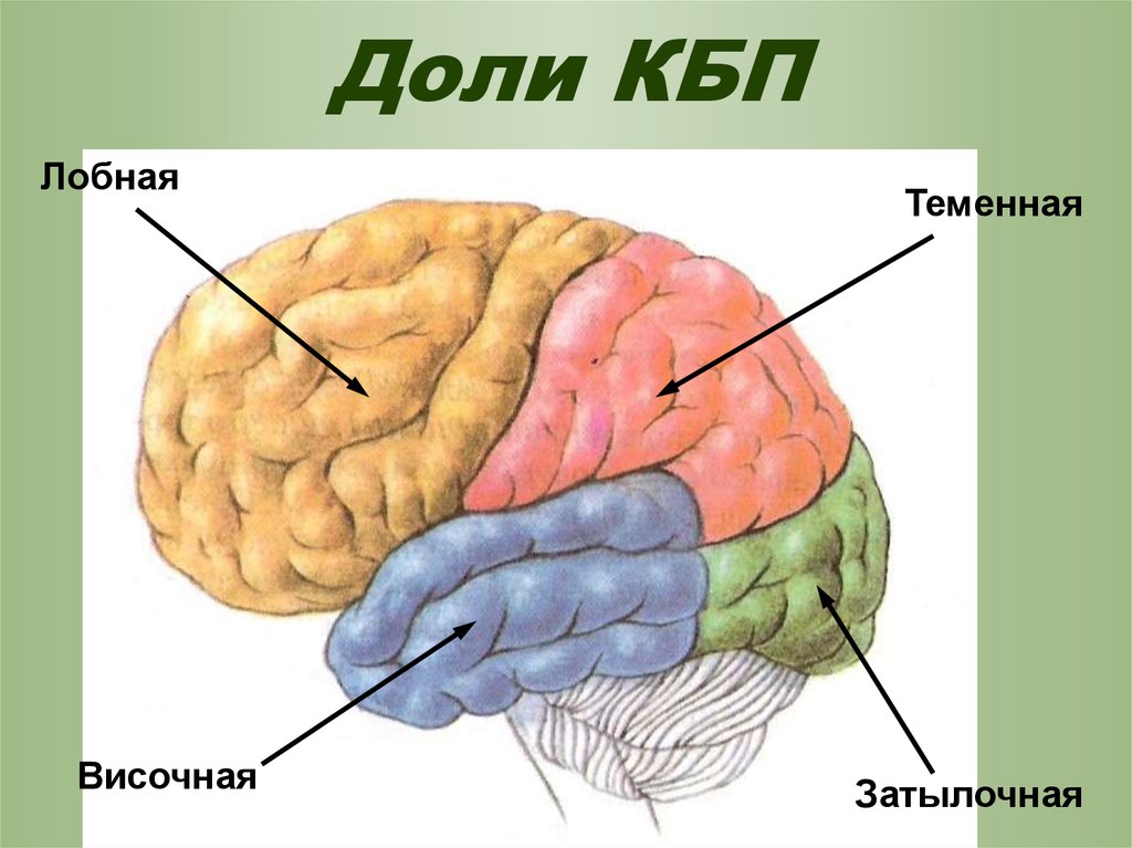 Лобно теменная область мозга. Головной мозг КБП зоны и доли. Лобная теменная височная доли головного мозга. Лобная теменная височная затылочная доли.