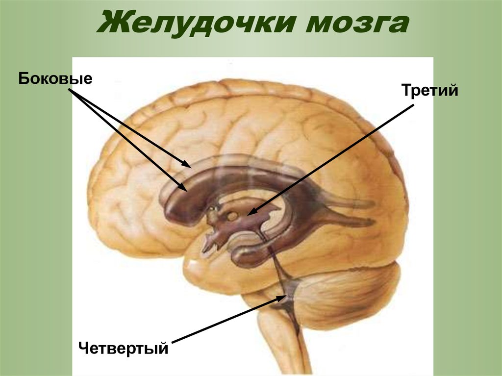 Средний мозг желудочек. Желудочки головного мозга анатомия. Третий желудочек мозга анатомия. Третий желудочек головного мозга строение. 4 Желудочек головного мозга стенки.