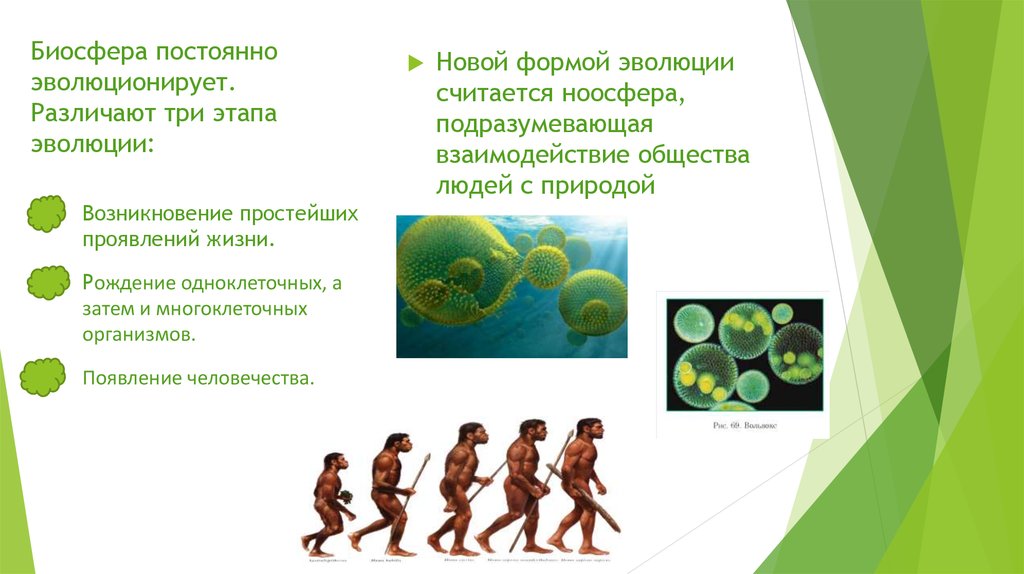 Простейшие этапы развития. 3 Этапа развития биосферы. 1 Этап развития биосферы. Три этапа эволюции биосферы. Этапы появления биосферы.