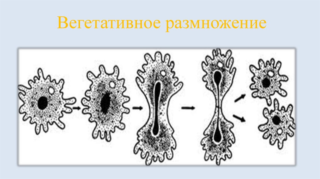 Бесполые клетки. Деление амебы это бесполое размножение. Бесполое размножение амёбы. Амеба Протей деление. Амёба обыкновенная размножение вегетативное.