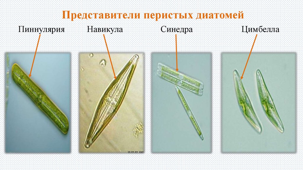 Диатомовые водоросли презентация