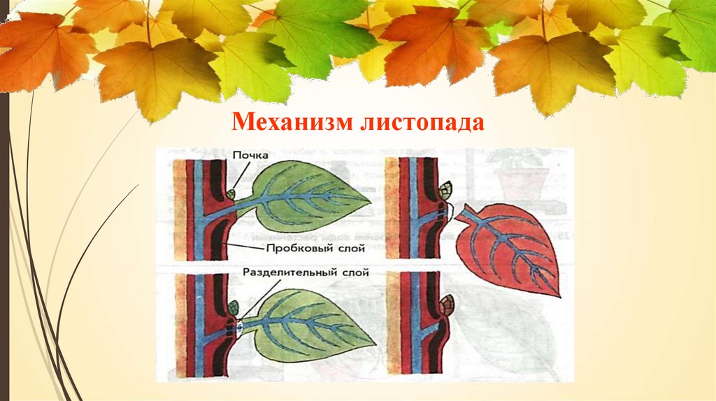 Выделение растений листопад урок. Листопад у растений. Схема опадания листьев. Механизм листопада. Механизм опадания листьев.
