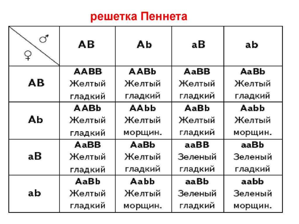 Решетка пеннета. Генетика решетка Пеннета. Решетка Пеннета f2. Решетка Пеннета дигибридное скрещивание. Таблица Пинета биология дигибридное скрещивание.