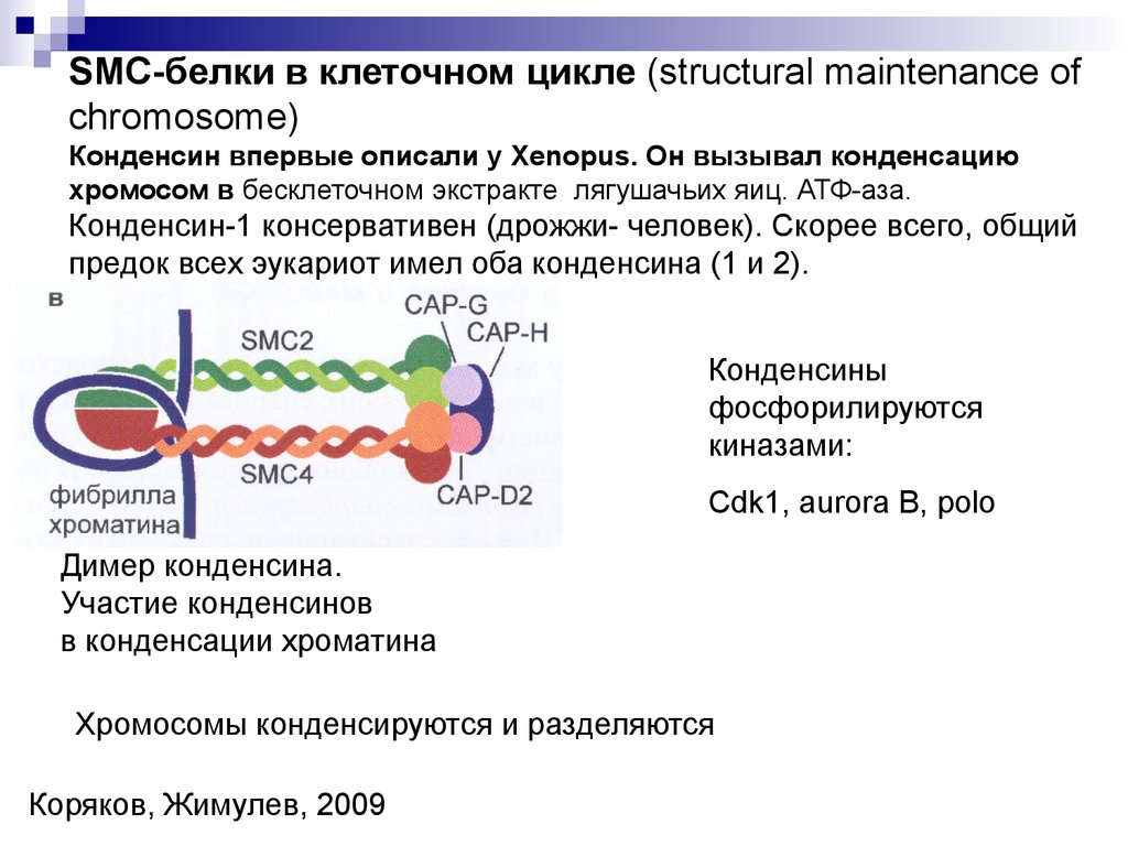 Белки в хромосомах. Белки в клеточном цикле. SMC белки. Конденсин функции. Конденсины и когезины.