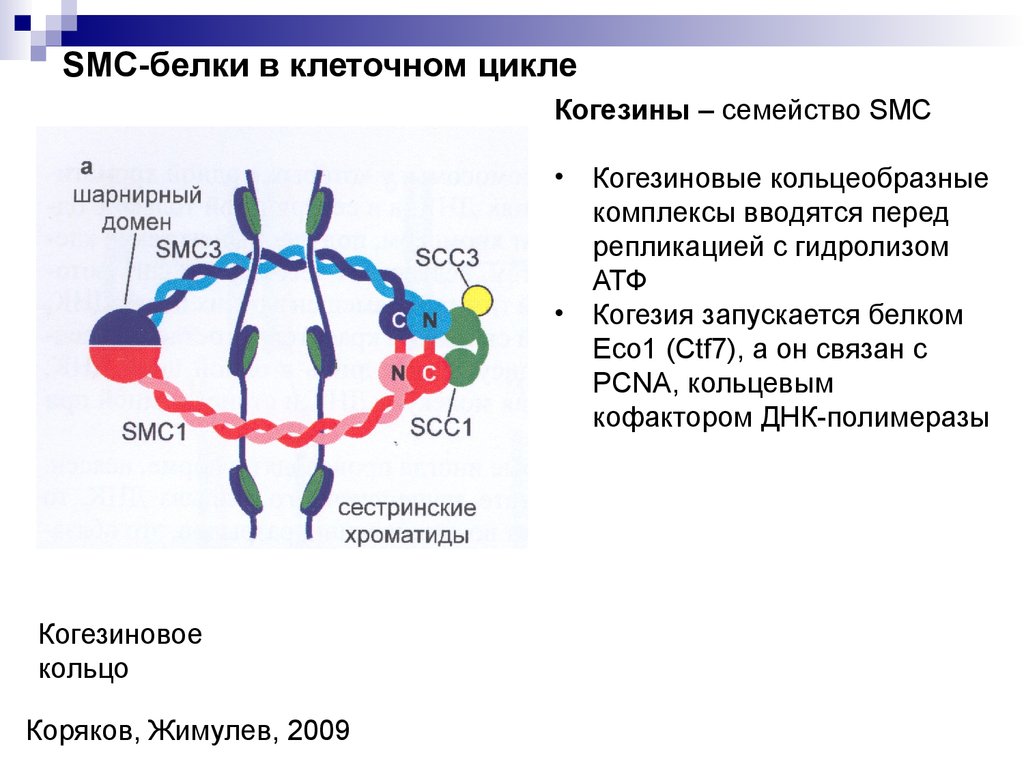 Комплексы белков. Когезиновый комплекс. Белки генетика. Белки когезины. Разрушение белков когезинов происходит в:.