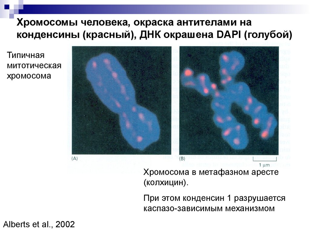 23 хромосомы у человека в клетках