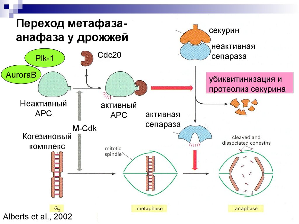 Подготовка клетки к делению. Как осуществляется подготовка клетки к делению. Подготовка клетки к делению получила название. Клеточный цикл генетика.