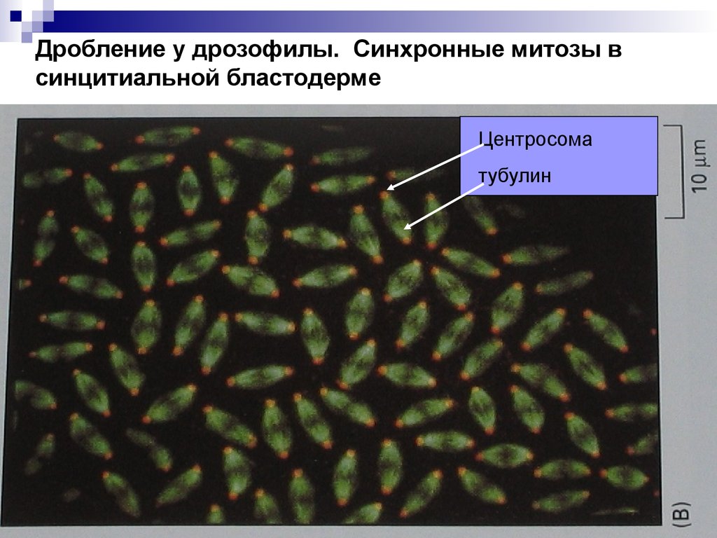 В соматической клетке дрозофилы 8. Синцитиальные клетки. Дробление дрозофилы. Синцитиальную и клеточную бластодерму..