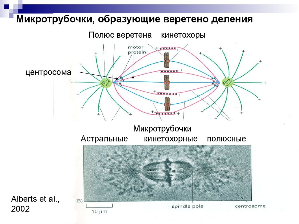 Органоид необходимый для образования нитей веретена