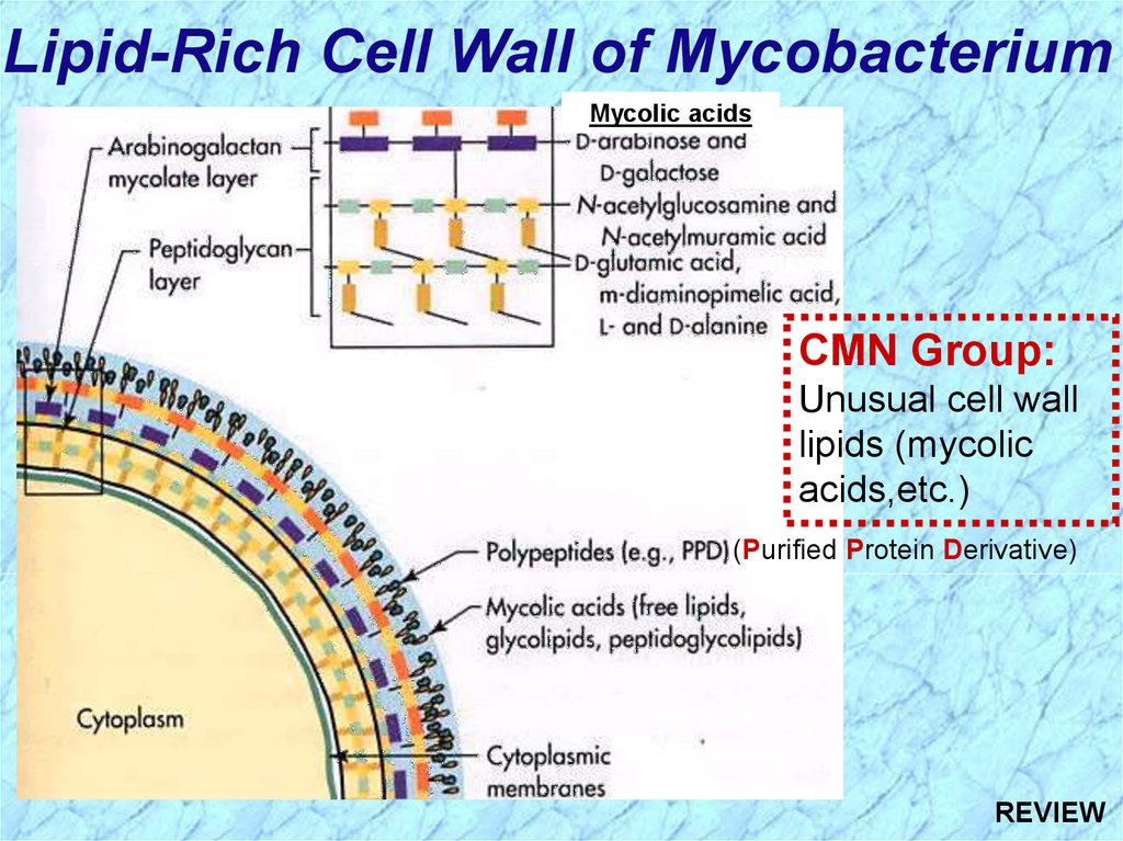 Mycobacterium Online Presentation