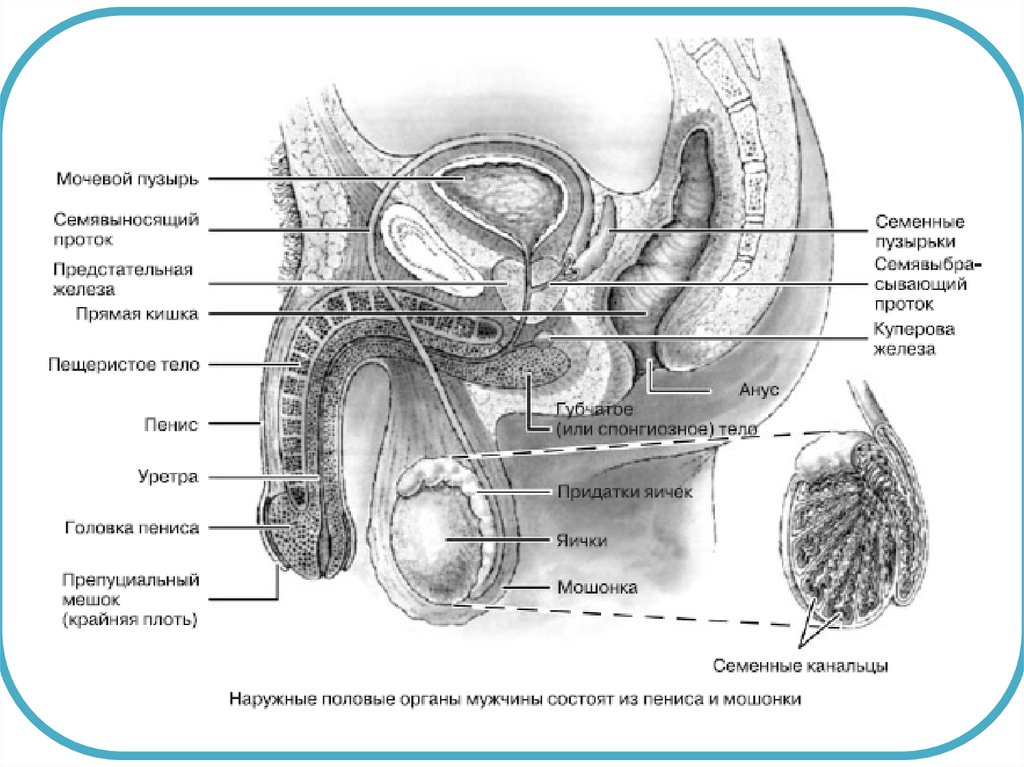 Схема половой системы мужчины