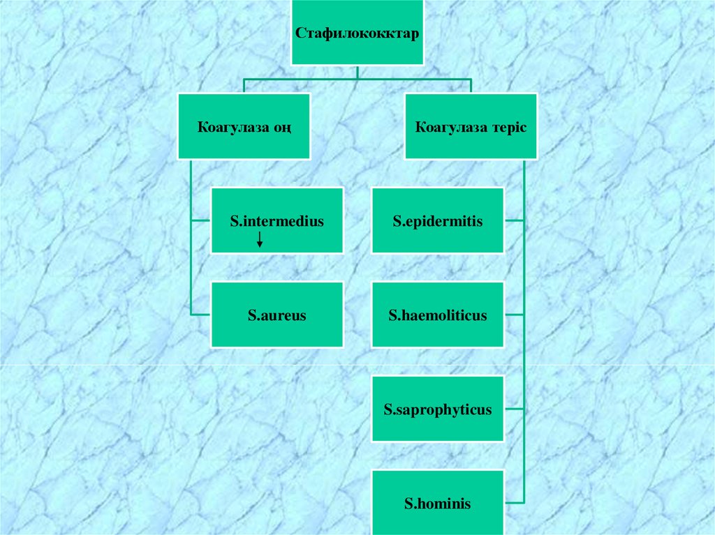 Коагулаза. Coagulase negative Staphylococcus which lactose negative.