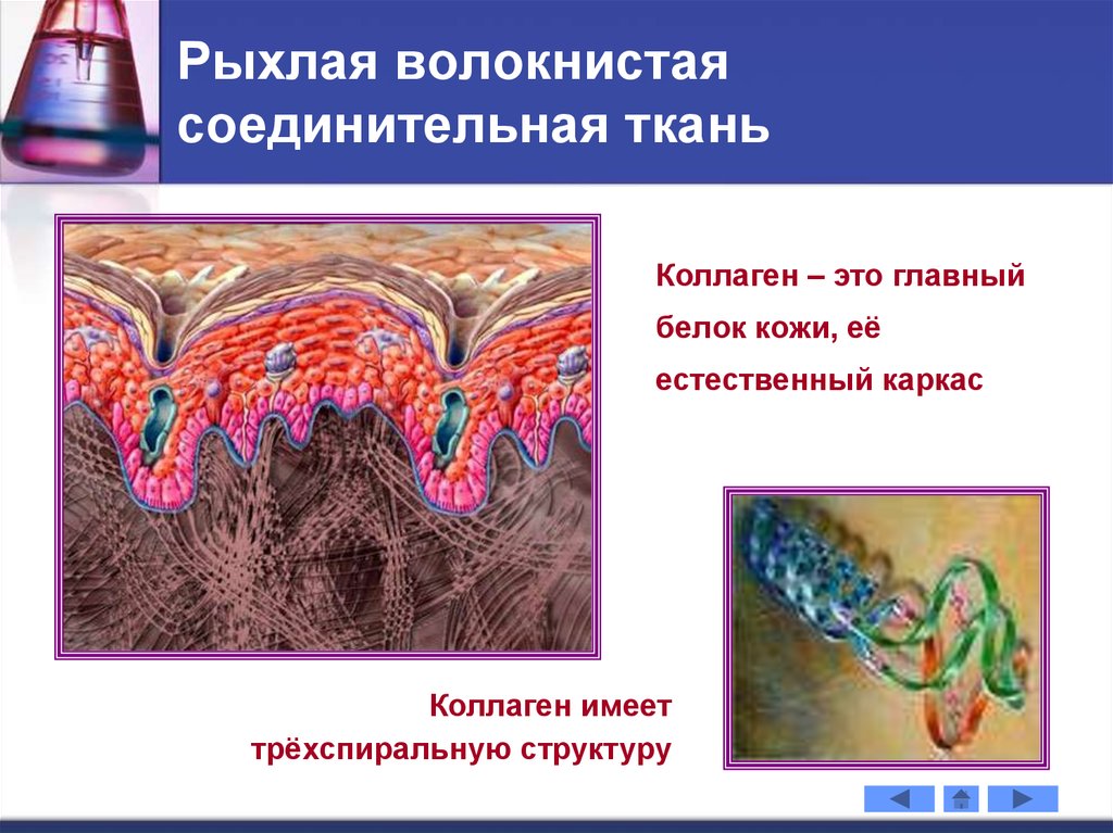 Белки кожи. Волокнистая ткань. Коллаген в соединительной ткани. Рыхлая ткань. Белок соединительной ткани.