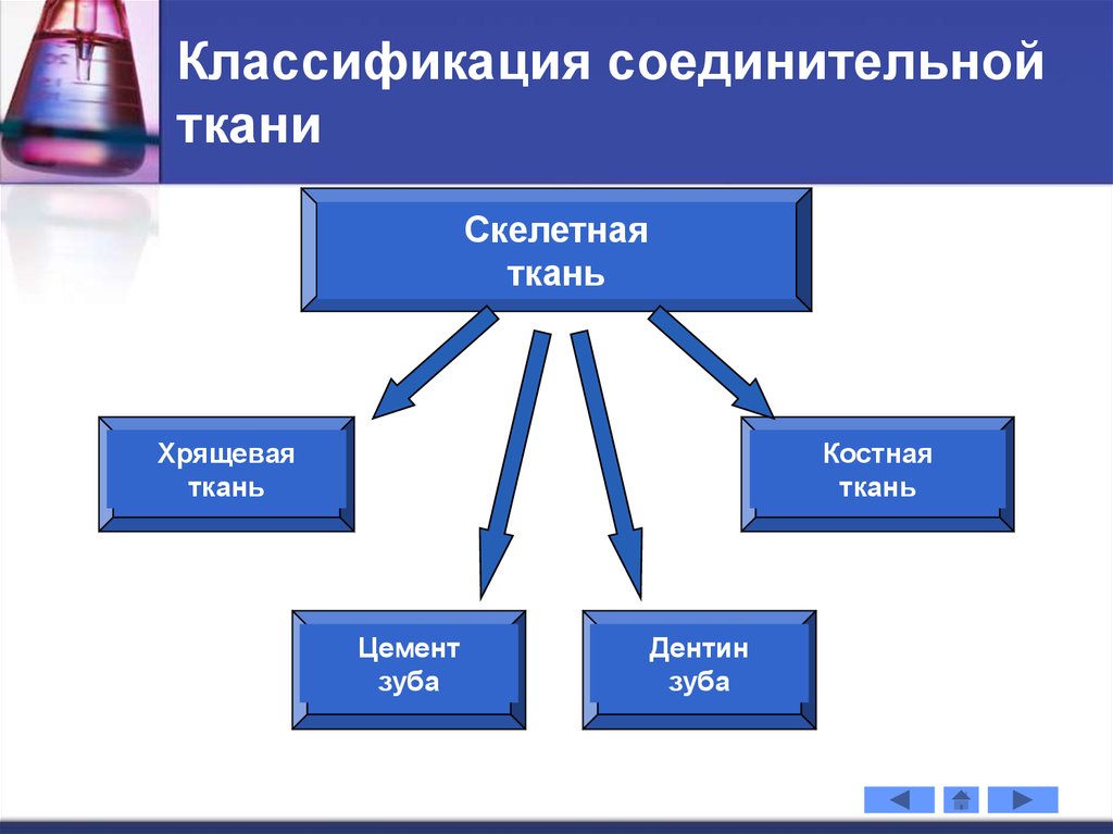 Классификация соединительной ткани. Классификация скелетных тканей. Скелетные соединительные ткани классификация. Классифифкация суелетных тавней. Классификация соед ткани.