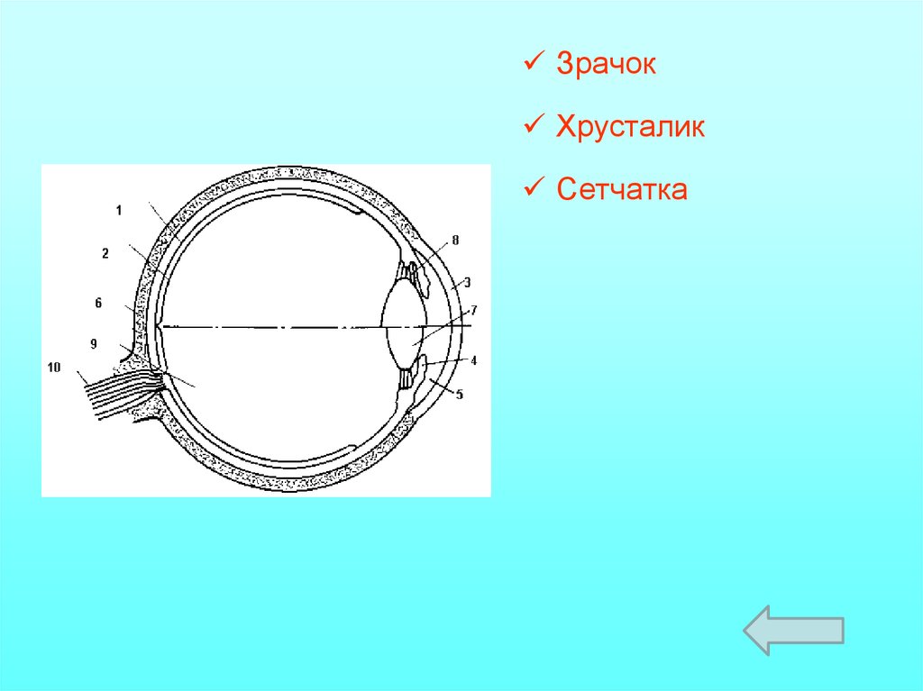 Хрусталик на схеме