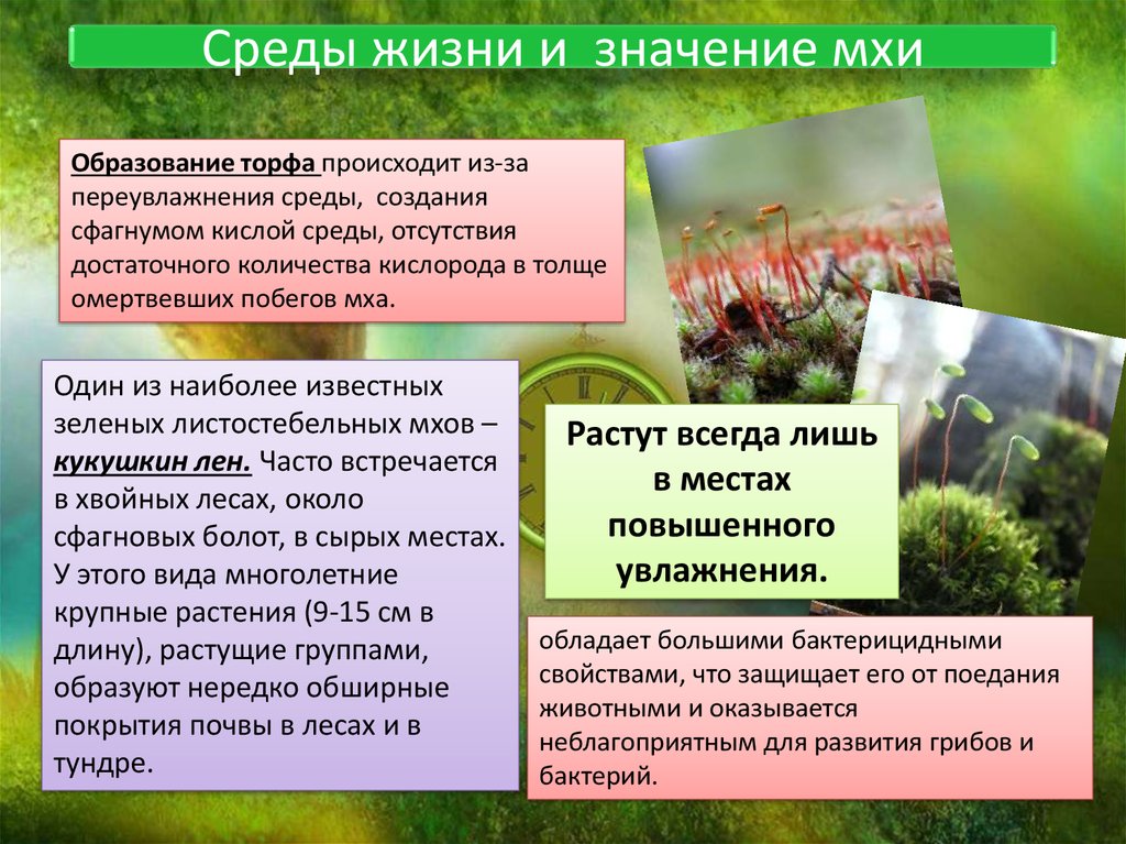 Роль мхов в жизни в природе. Мхи образование торфа. Сфагнум образование торфа. Среда жизни мхов. Значение мхов в природе.