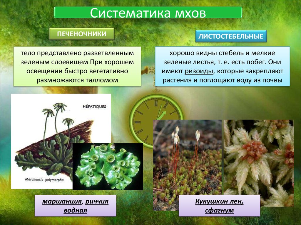Группа растений моховидные. Систематика мхов. Систематика моховидных. Систематика мохообразных. Классификация моховидных.