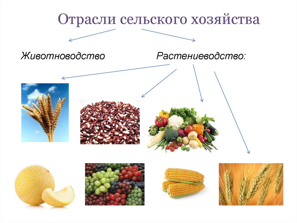 Отрасли земледелия. Сельское хозяйство Грузии для презентации.