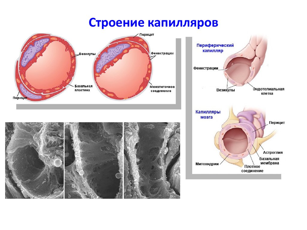 Строение капилляров. Строение стенки капилляра гистология. Капиляр строение стенки. Строение капилляра гистология. Стенка кровеносного капилляра.