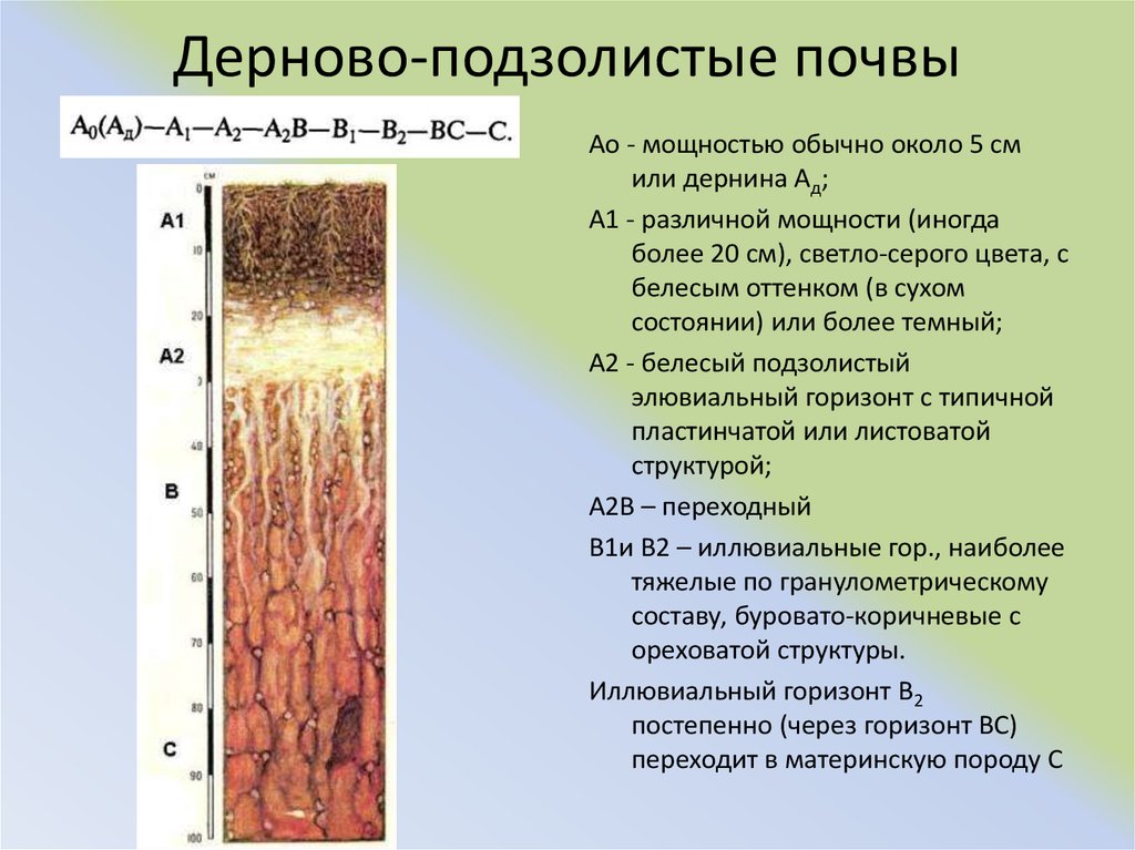 Дерново подзолистые почвы территория. Подзолистые и дерново-подзолистые почвы. Дерново-подзолистые почвы профиль. Дерново-подзолистые почвы характеристика. Строение профиля дерново-подзолистой почвы.