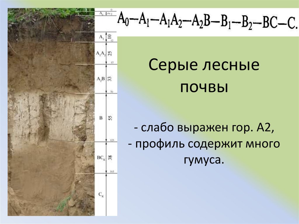 Серая лесная почва фото