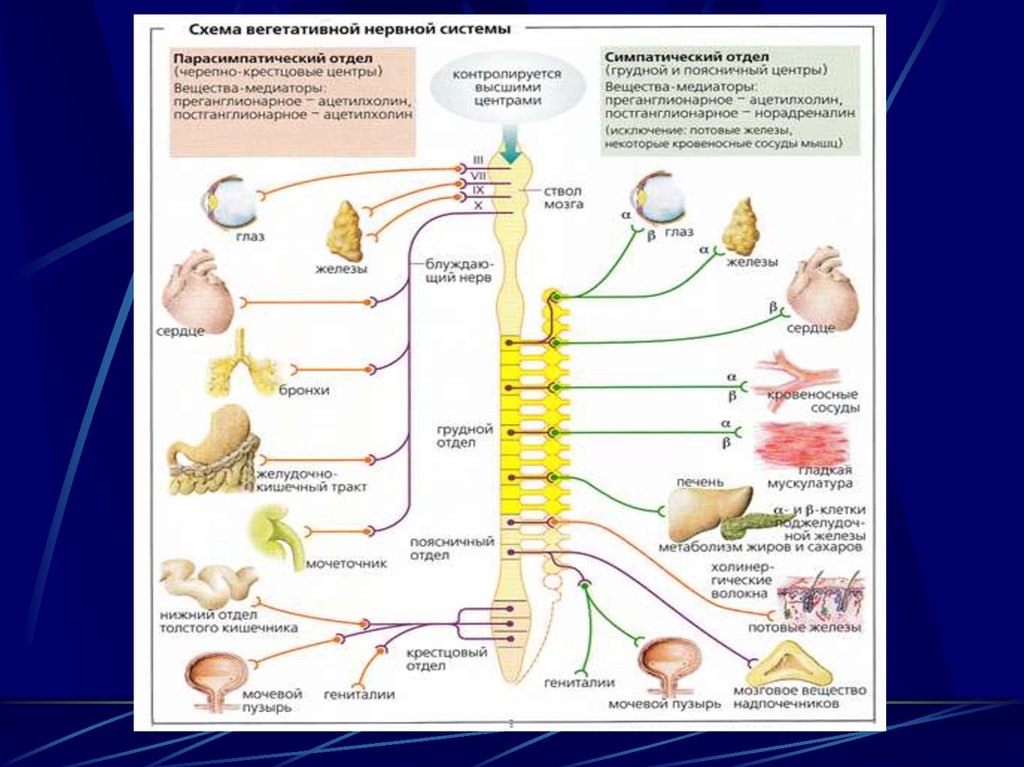 Симпатический и парасимпатический отделы схема